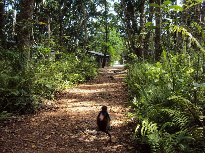 Занзибар, путешествие в тропический лес Джозани.