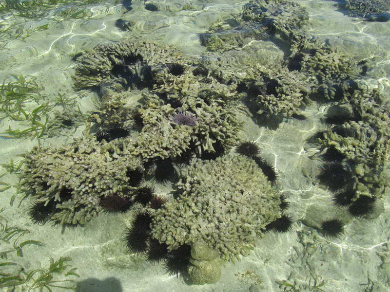 Обитатели кораллового рифа острова Занзибар