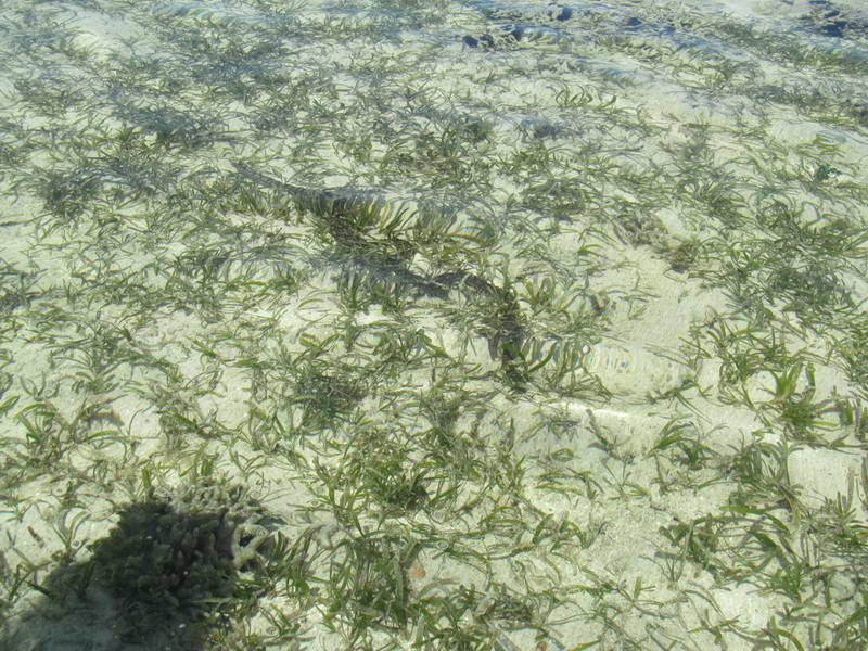 Обитатели кораллового рифа острова Занзибар